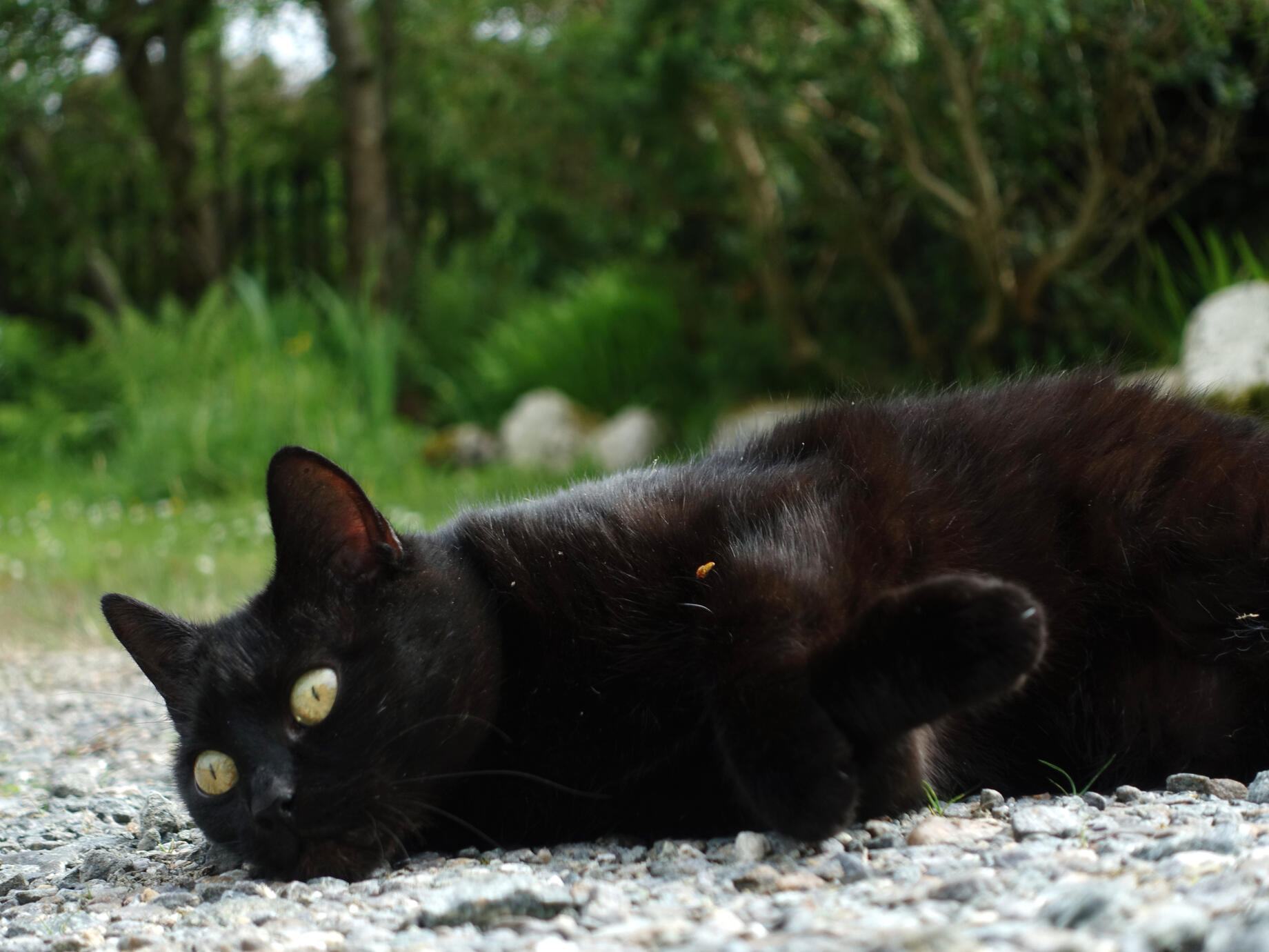 friendly cat at the post office