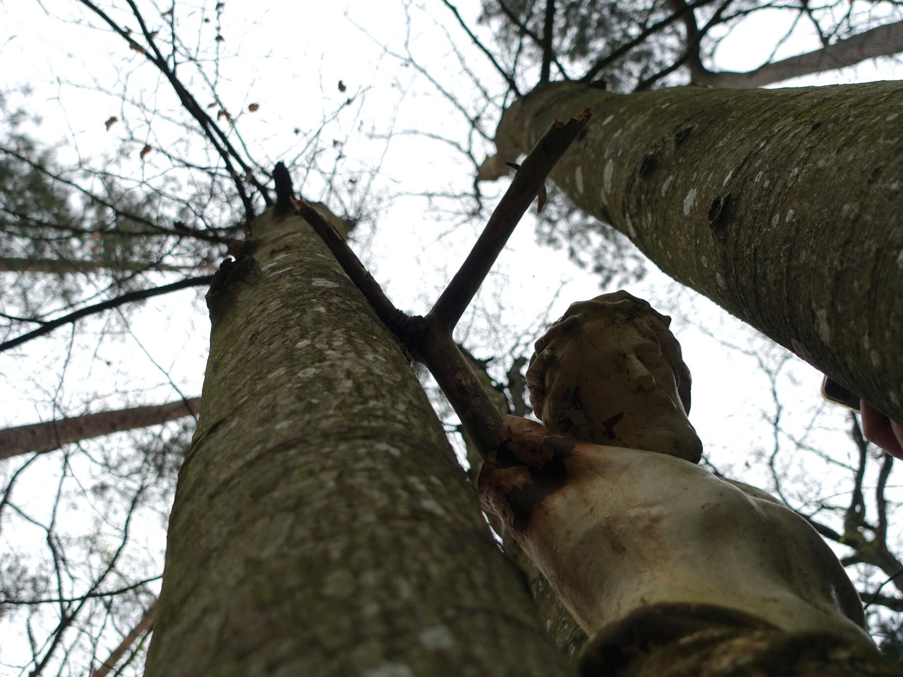 crucified in the trees